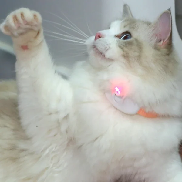 Cat Toy Storage: Smart Laser Teasing Cat Collar Interactive Toy - Image 5